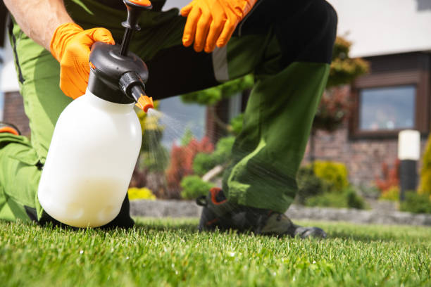 Best Flea Control Services  in Hackberry, TX
