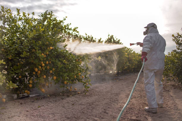 Best Affordable Pest Control Services  in Hackberry, TX