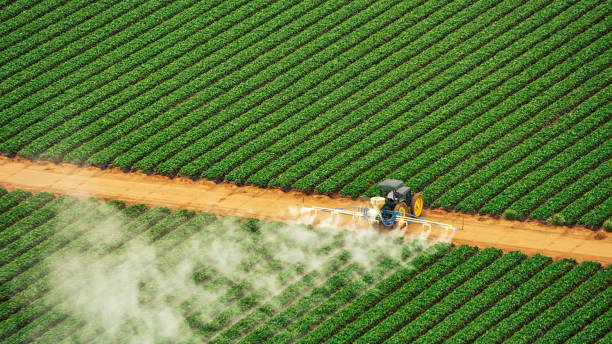 Best Local Pest Control Services  in Hackberry, TX