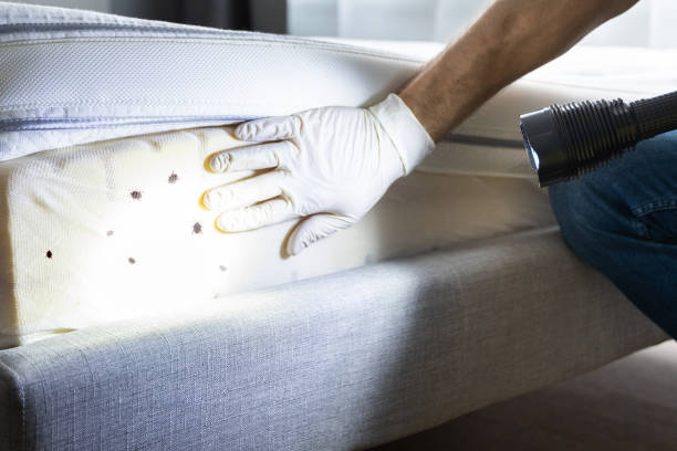 Best Bed Bug Extermination  in Hackberry, TX