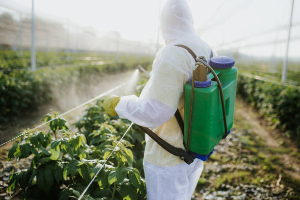 Best Ant Control Services  in Hackberry, TX